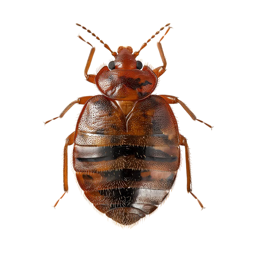 Eco-Friendly Bed Bug Pest Control Options